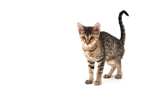 Purebred smooth-haired cat on a white isolated background. High quality photo