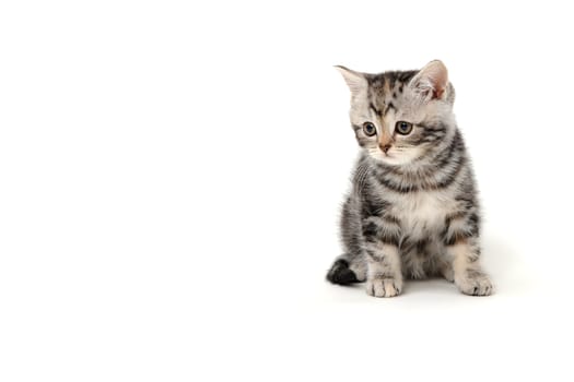 Fluffy purebred gray kitten on a white isolated background. High quality photo