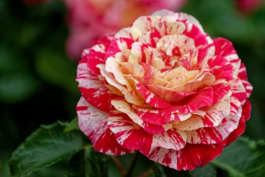 rose