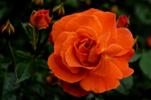 rose