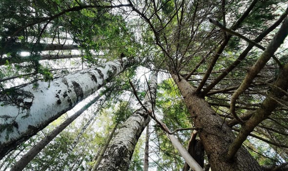 Wide-angle shot of the crowns of a forest with birches and spruces