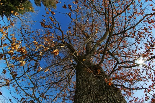 Wide-angle shot of the trunk and crown of a deciduous tree in fall