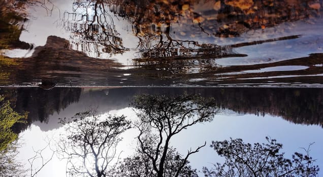 An upside-down landscape with water and trees
