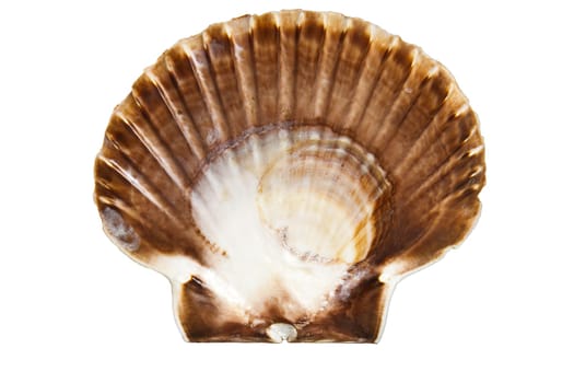 Beautiful ocean clam shell isolated on a white background