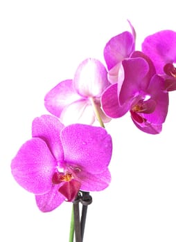 Beautiful orchid in purple colors on a white background