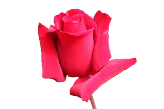 A rose is a woody perennial flowering plant of the genus Rosa, in the family Rosaceae, or the flower it bears