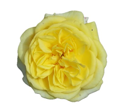 A rose is a woody perennial flowering plant of the genus Rosa, in the family Rosaceae, or the flower it bears