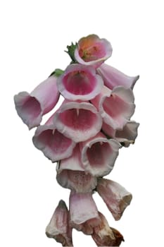 Digitalis is a genus of about 20 species of herbaceous perennials, shrubs, and biennials commonly called foxgloves