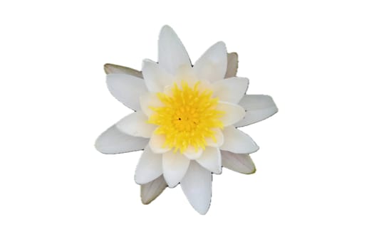 Nymphaea alba, also known as the European white water lily, white water rose or white nenuphar, is an aquatic flowering plant of the family Nymphaeaceae.