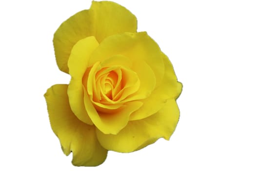 A rose is a woody perennial flowering plant of the genus Rosa, in the family Rosaceae, or the flower it bears