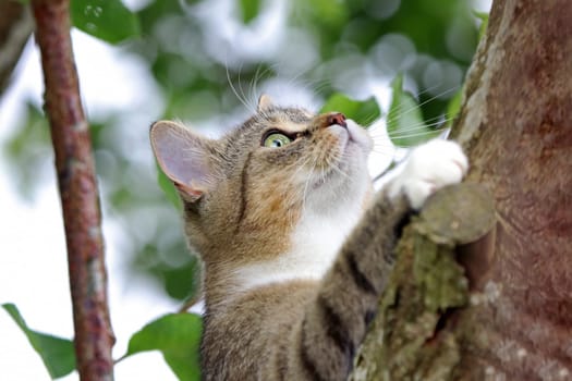 A small cat plays and climbs in a tree