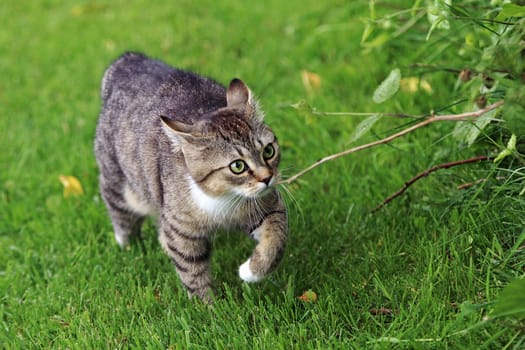 A little cat runs through the garden with a funny look on its face