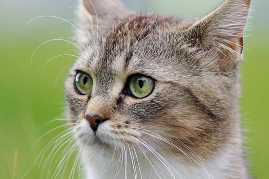 Close-up of the head and eyes of a small cat