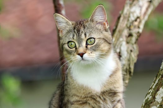 A cute little cat sits on a tree