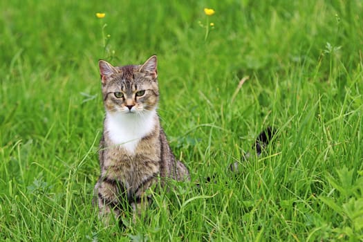A small cat sits curiously in the meadow
