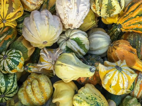 Background with colorful pumpkins. Decorations. Halloween background.