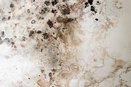 Black spots of toxic mold and fungus bacteria on a white wall. Concept of condensation, damp, water infiltration, high humidity and respiratory problems.