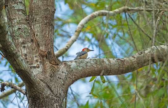 A Red Bellied Woodpecker in a Forest in the Big Thicket National Preserve in Texas