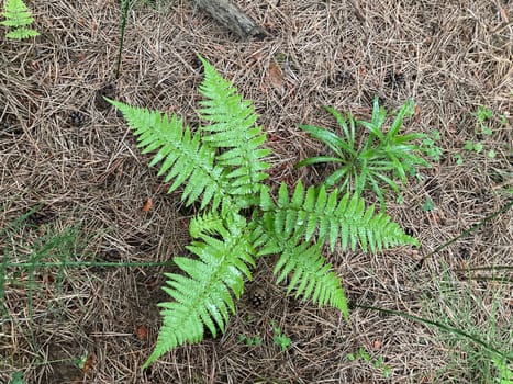 The fern plant grew in a the forest