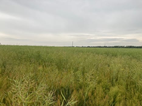 Agriculture sown field in a the village