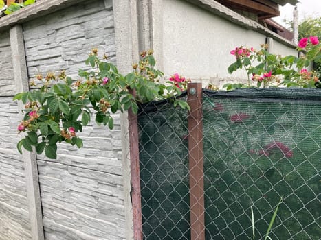 Flowers in the garden bloomed in the summer