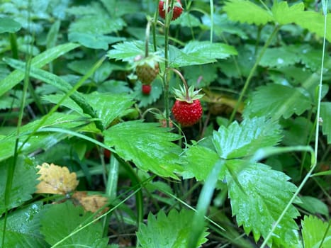 Wild strawberries grew and ripened in a the forest