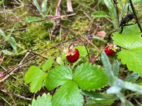 Wild strawberries grew and ripened in a the forest