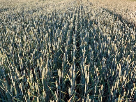 Agriculture sown field in a the village