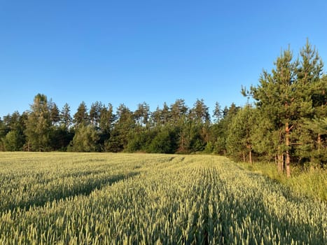 Agriculture sown field in a the village