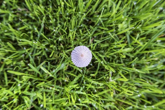 Detail of toadstool in nature, fungus