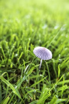 Detail of toadstool in nature, fungus