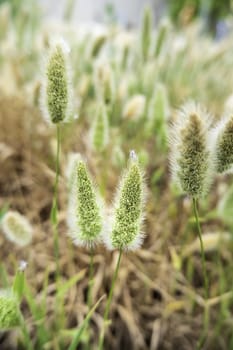 Detail of cereal in a field, harvest and agriculture