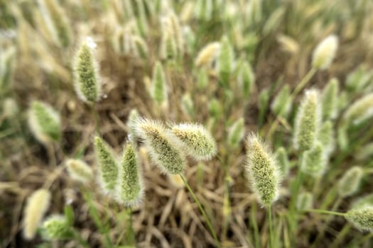 Detail of cereal in a field, harvest and agriculture