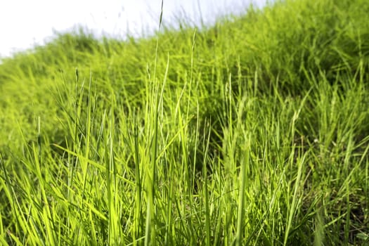 Detail of green grass in a forest in nature