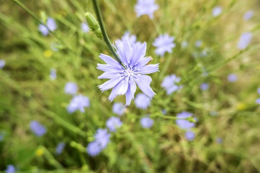 Detail of aromatic flowers in nature, perfume