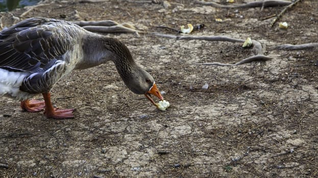 Wild duck in nature, wildlife, life and freedom