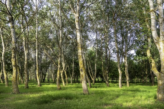 Detail of forest on a mountain in a forest in Spain, nature