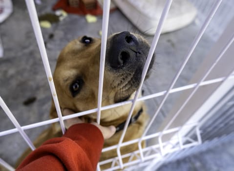 Detail of abandoned dog in a cage, kennel, adoption