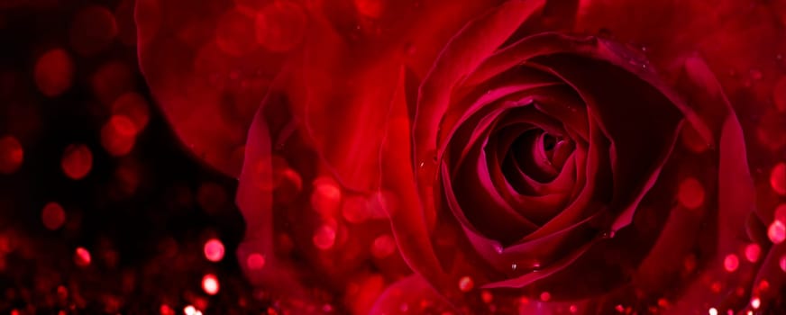 Closeup of valentine red rose on dark background. Valentine's day flower bouquet. Macro rose bud petal wallpaper banner design.