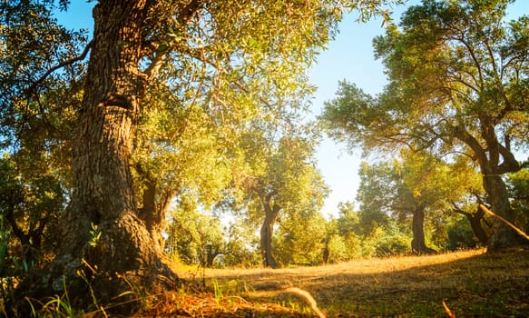 Mediterranean olive trees in garden. Olive farm grow background.