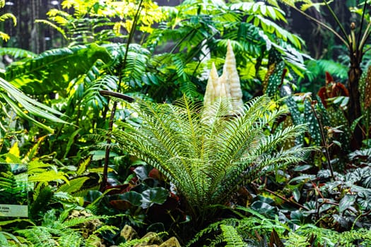 Cloud Forest in the Gardens by the Bay nature park in Singapore.
