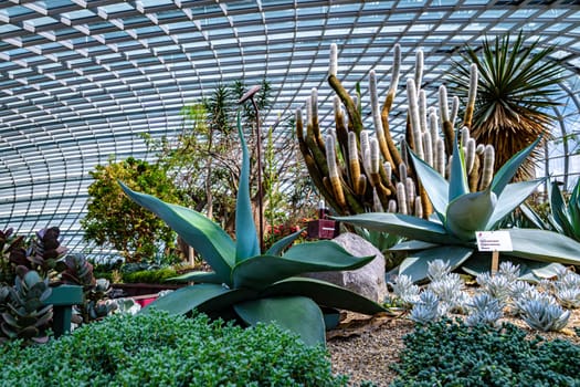 Interior of the Flower Dome in the Gardens by the Bay nature park in Singapore.