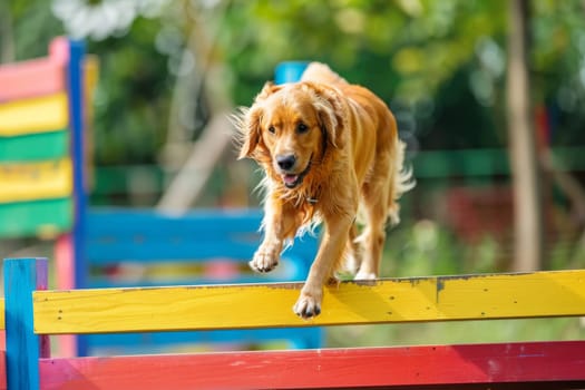 Confident dog successfully completing an agility course