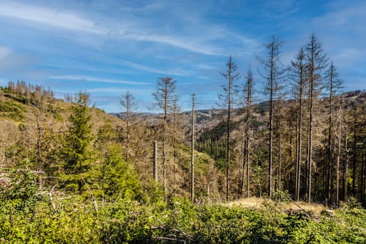 Forest dieback in the Harz due to hurricanes, lack of rain and the bark beetle