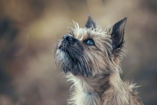 Curious Cairn Terrier with shaggy coat and inquisitive personality, ideal for whimsical and cute designs