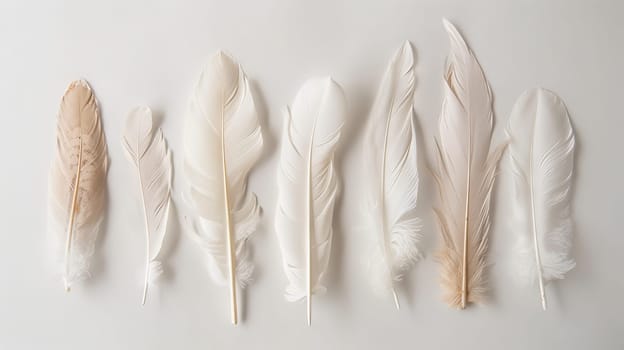 Delicate bohemian feathers arranged in a graceful composition on a clean white canvas
