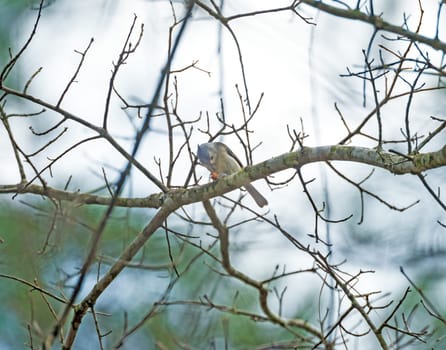 A Tufted Titmouse Feeding in the Forest in Big Thicket National Preserve in Texas