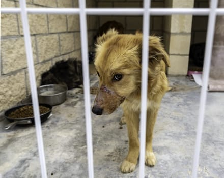 Detail of abandoned dog in a cage, kennel, adoption