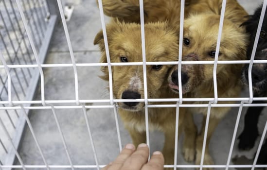 Detail of abandoned dog in a cage, kennel, adoption