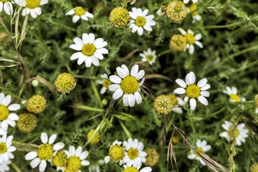 Detail of wild flowers in the field, nature